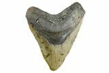 Fossil Megalodon Tooth - North Carolina #346321-1